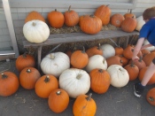 It was so easy to choose a pumkin - for pie, decoration or Jack O' Lantern!