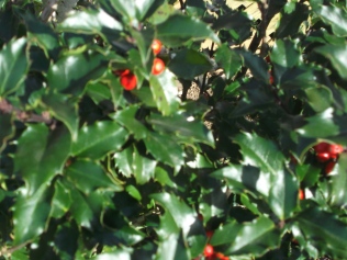 The holly and the ivy are having a good year!